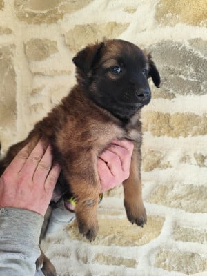 Les chiots de Berger Belge