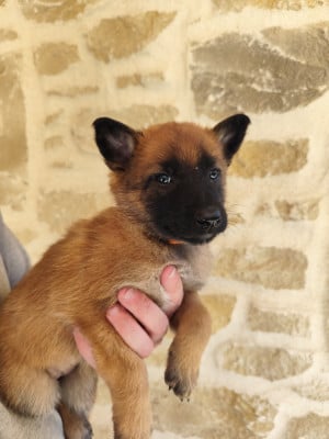 Femelle collier Orange - Berger Belge