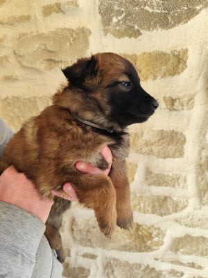 Femelle collier gris - Berger Belge