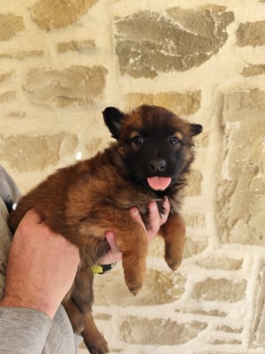 Femelle collier rose - Berger Belge