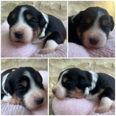 Les chiots de Berger Américain Miniature 