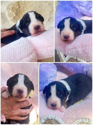 Les chiots de Berger Américain Miniature 