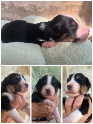 Les chiots de Berger Américain Miniature 