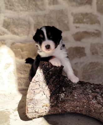 Les chiots de Berger Américain Miniature 