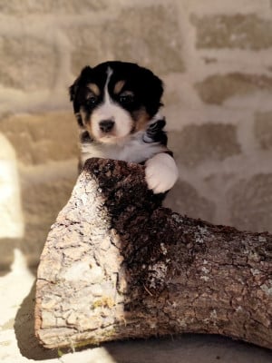 Les chiots de Berger Américain Miniature 