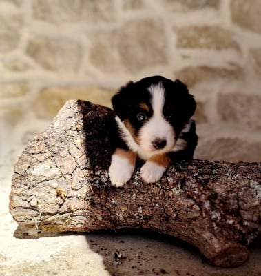Les chiots de Berger Américain Miniature 