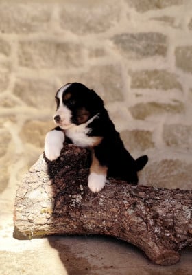 Les chiots de Berger Américain Miniature 
