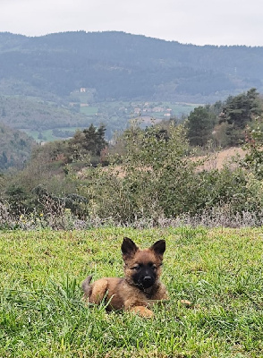 Les chiots de Berger Belge