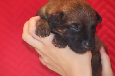 Les chiots de Berger Belge