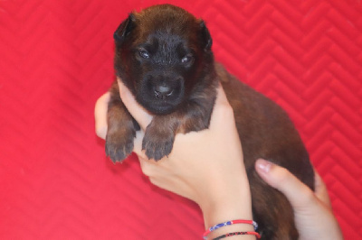 Les chiots de Berger Belge