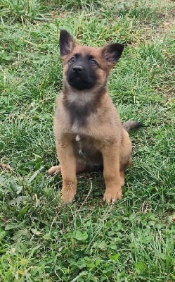 Les chiots de Berger Belge