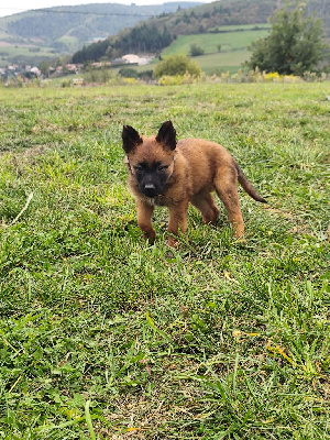 Les chiots de Berger Belge