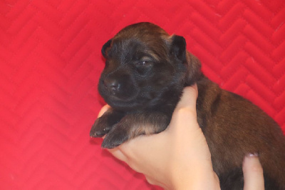 Les chiots de Berger Belge