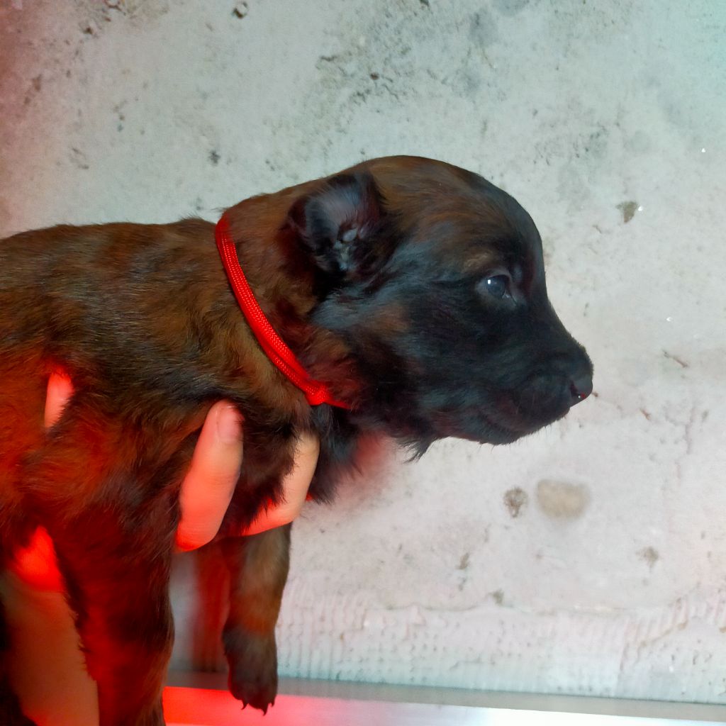 CHIOT - Berger Belge