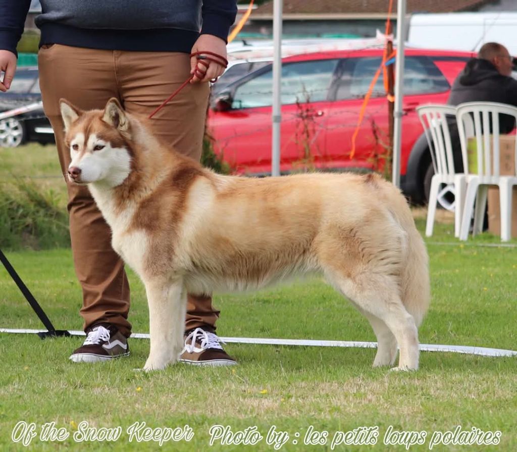Rivkah Des Petits Loups Polaires - 3eme excellent