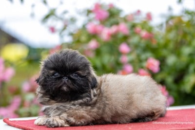 Les chiots de Pekinois