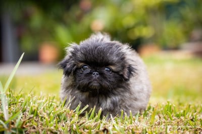 Les chiots de Pekinois