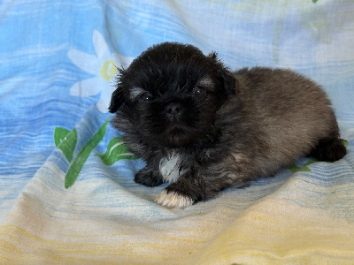 Les chiots de Pekinois