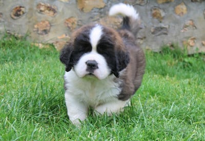 Les chiots de Chien du Saint-Bernard