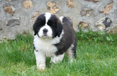 Les chiots de Chien du Saint-Bernard