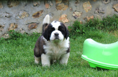 Les chiots de Chien du Saint-Bernard