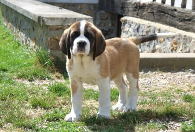 Les chiots de Chien du Saint-Bernard