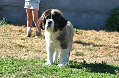 Les chiots de Chien du Saint-Bernard