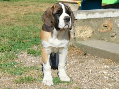 Les chiots de Chien du Saint-Bernard