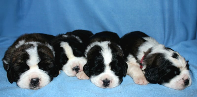 Chien du Saint-Bernard - Du Monde De Sténa