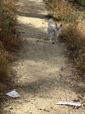 Les chiots de Chihuahua