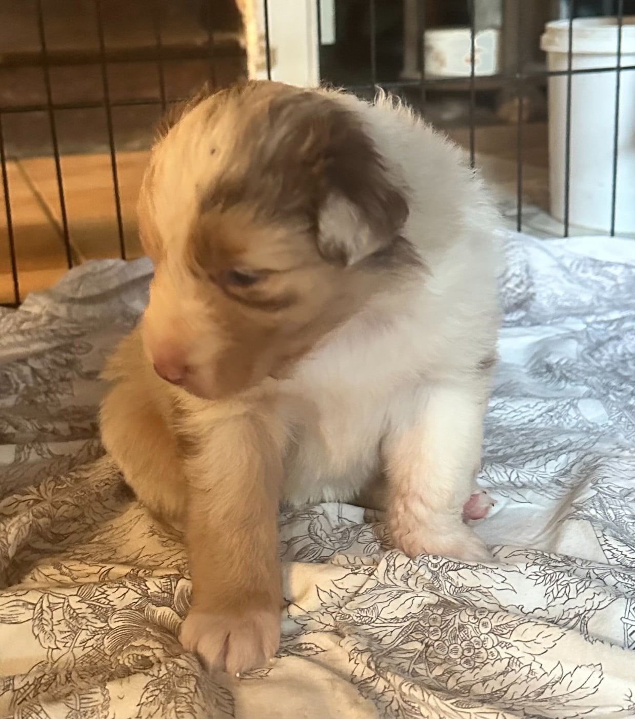 Biscuit sablé