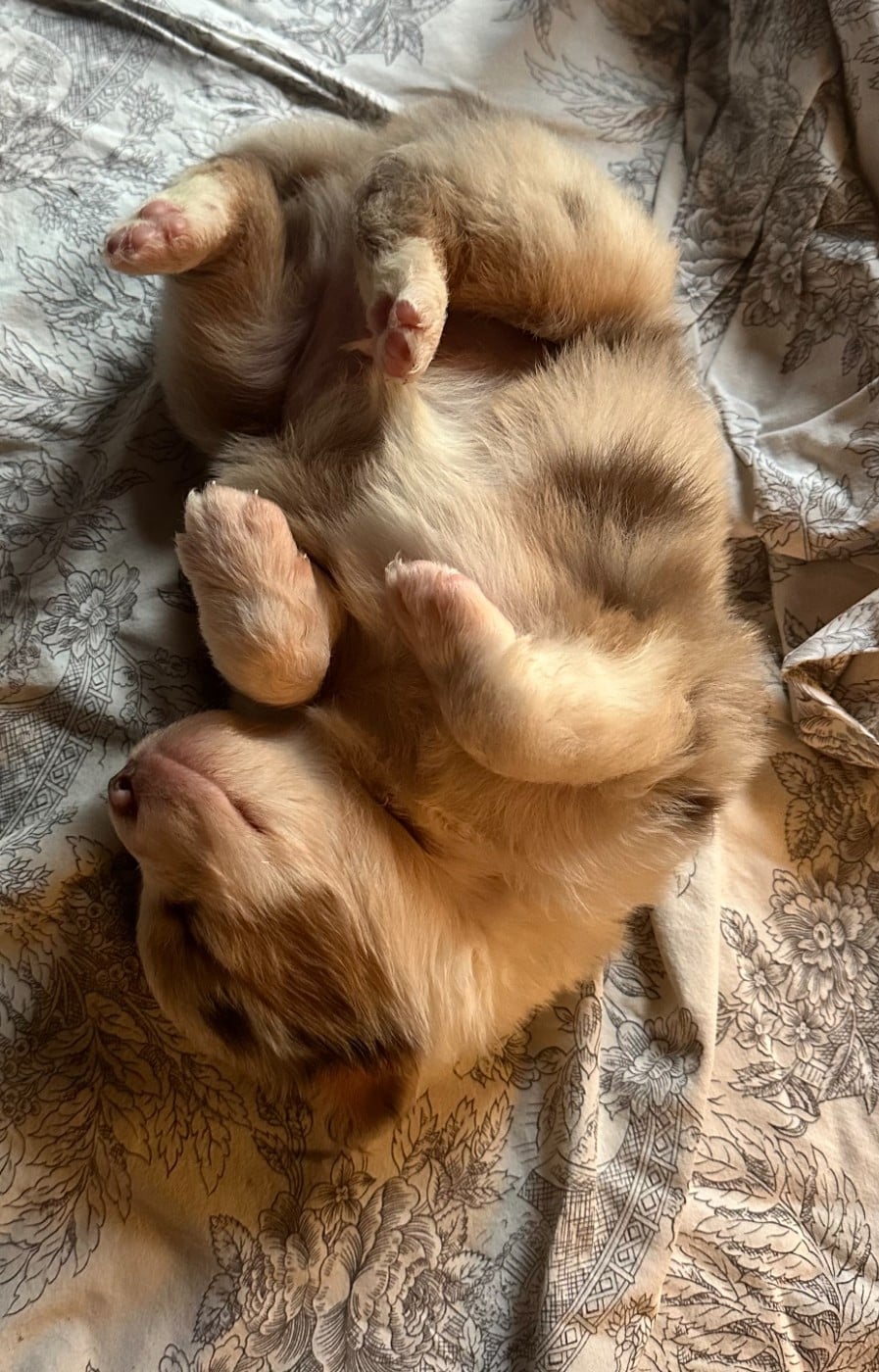 Biscuit cookie