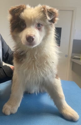 Les chiots de Berger Australien