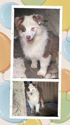 Les chiots de Berger Australien