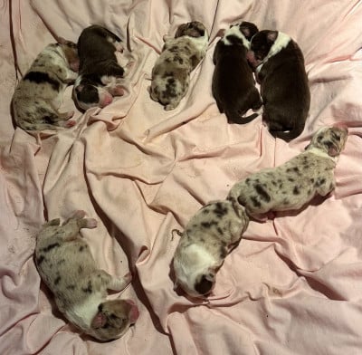 Les chiots de Berger Australien