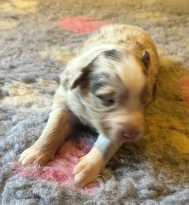 Les chiots de Berger Australien