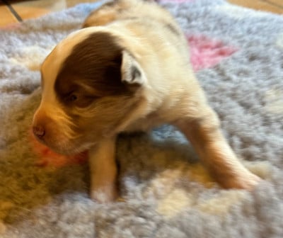 Les chiots de Berger Australien