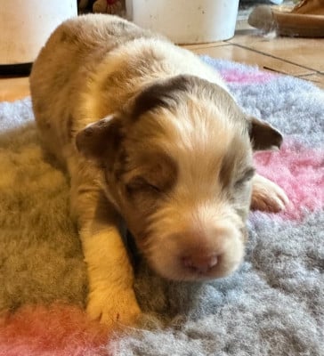 Les chiots de Berger Australien