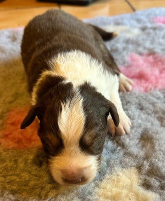 Les chiots de Berger Australien