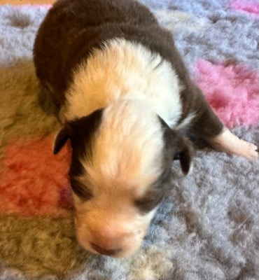 Les chiots de Berger Australien