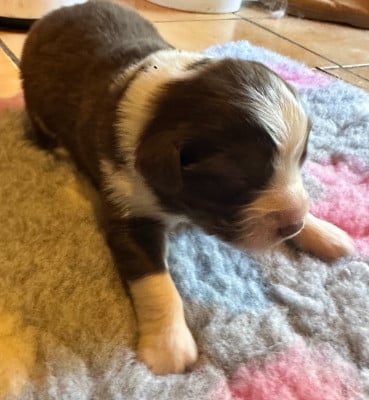 Les chiots de Berger Australien