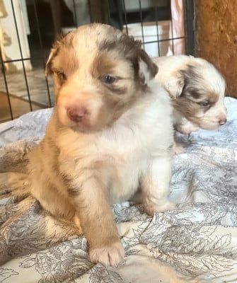 Les chiots de Berger Australien