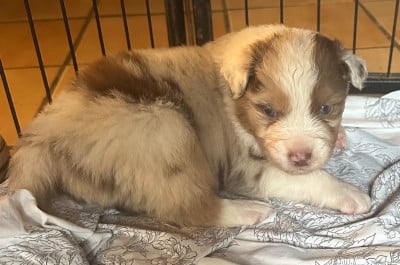 Les chiots de Berger Australien