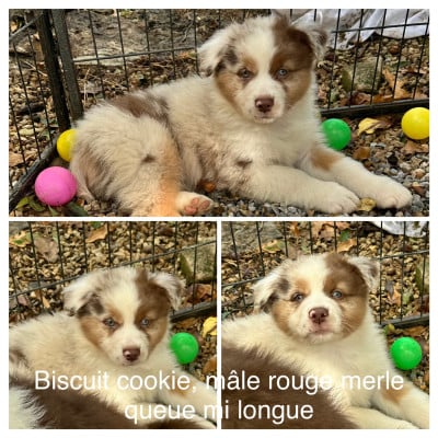 Les chiots de Berger Australien