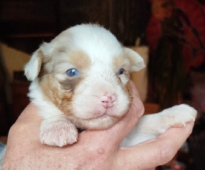 Les chiots de Berger Australien