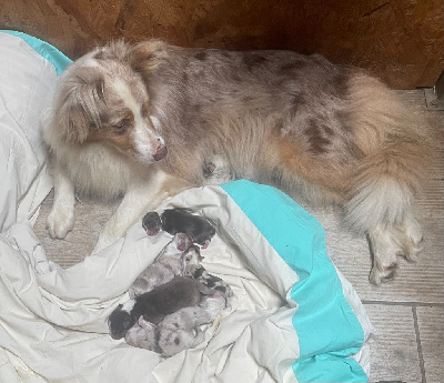 Les chiots de Berger Australien