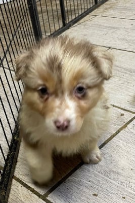 Les chiots de Berger Australien