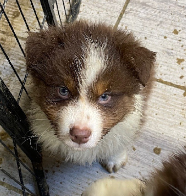 Les chiots de Berger Australien
