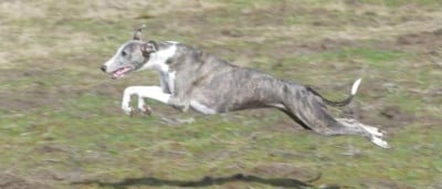 à l'Ombre des Magnolias