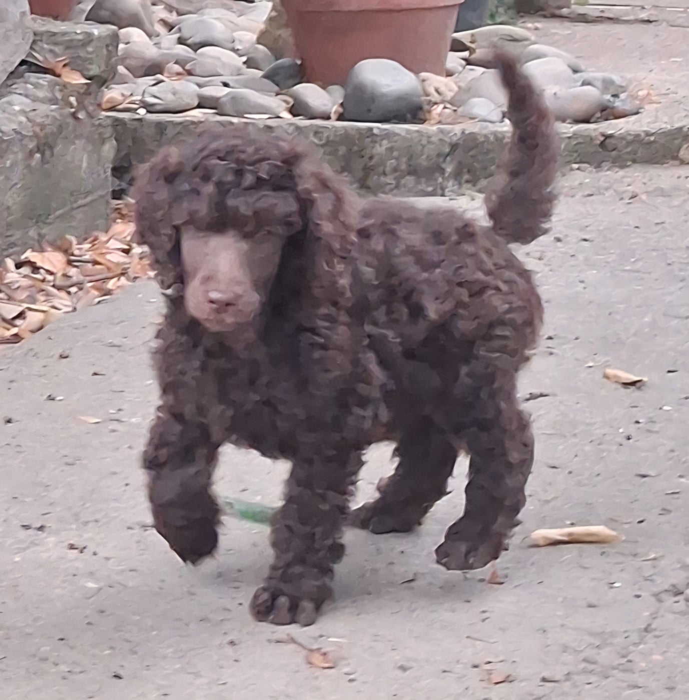 Berlioz - Caniche
